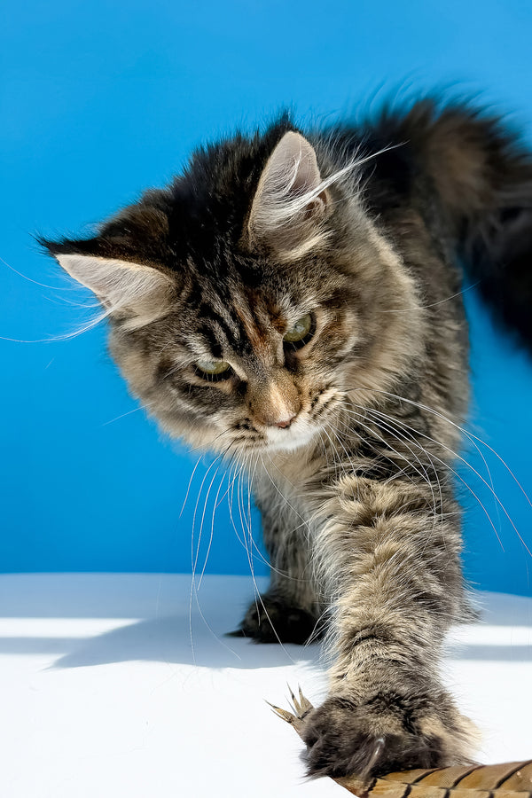 Stella | Maine Coon Kitten