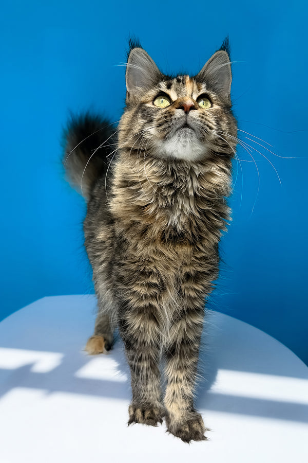 Stella | Maine Coon Kitten