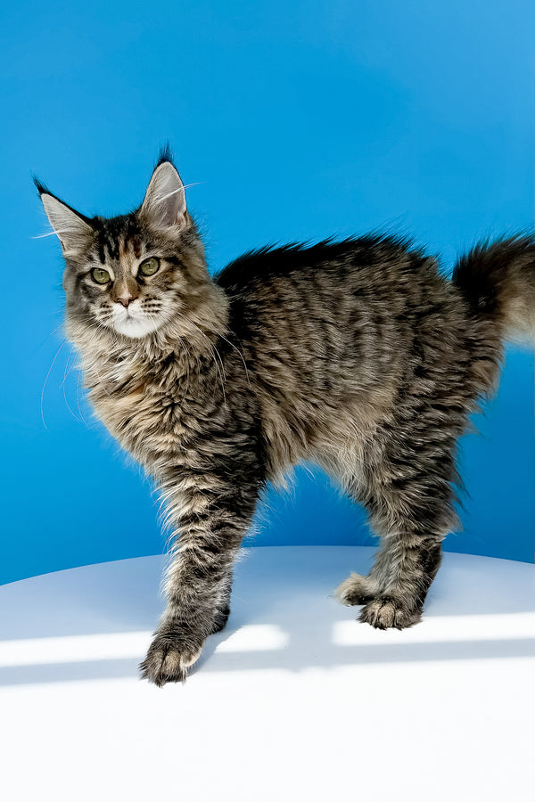 Stella | Maine Coon Kitten