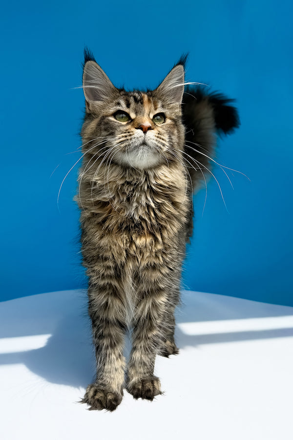 Stella | Maine Coon Kitten