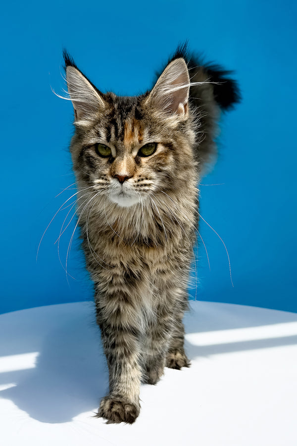 Stella | Maine Coon Kitten