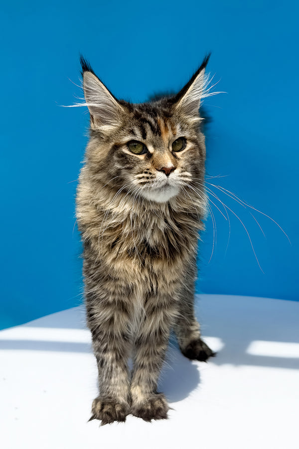 Stella | Maine Coon Kitten
