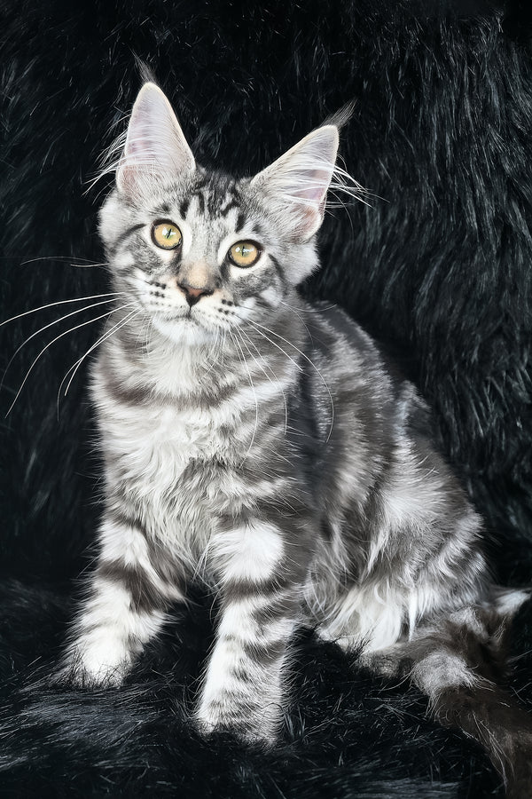 Valentino | Maine Coon Kitten