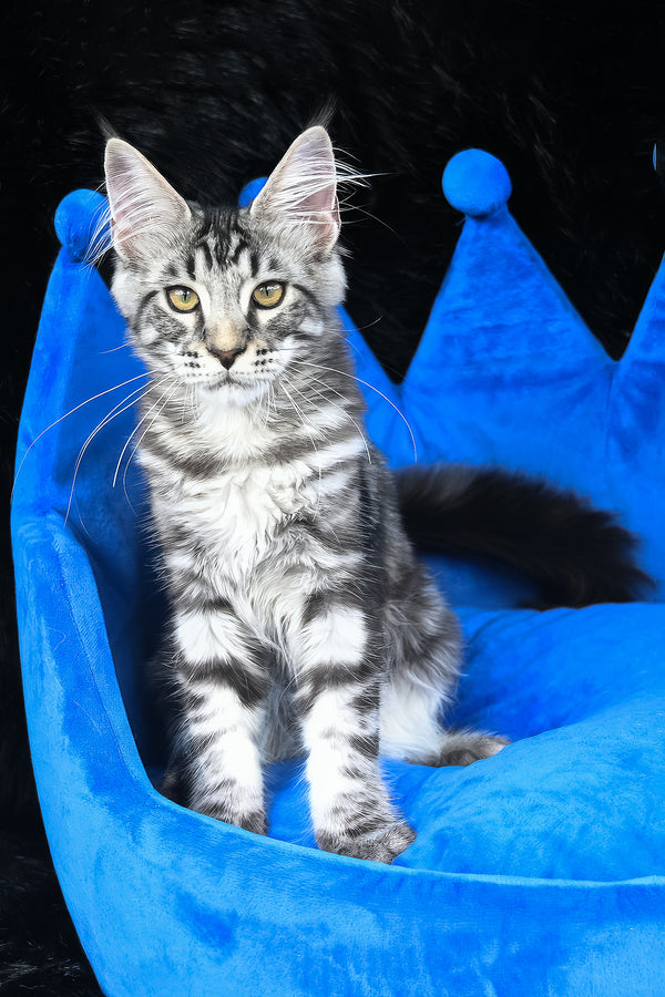 Valentino | Maine Coon Kitten