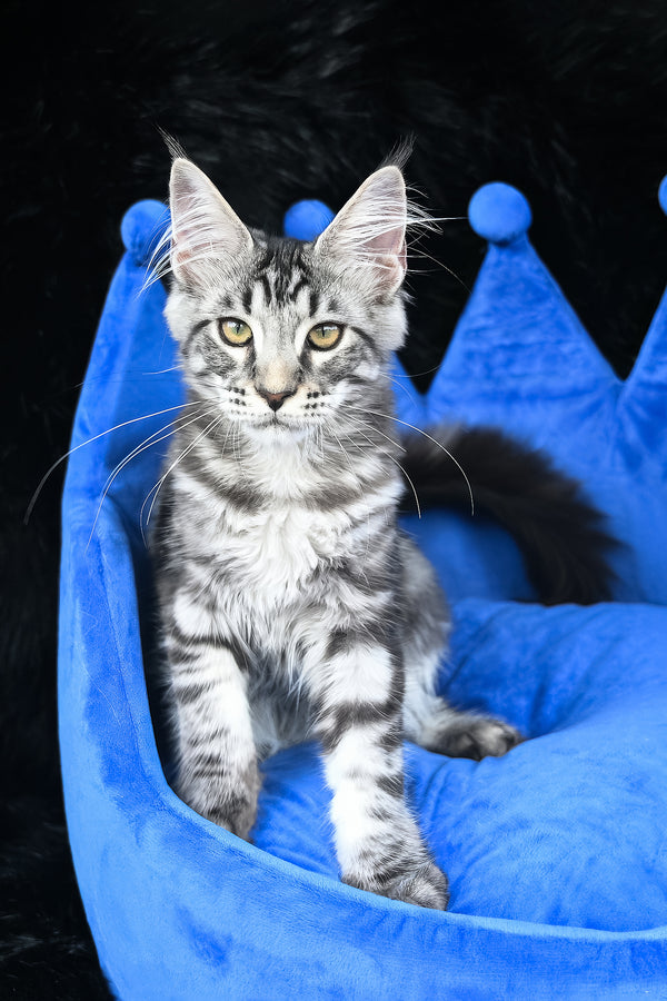 Valentino | Maine Coon Kitten