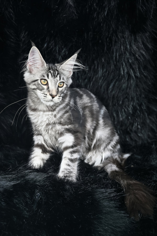 Valentino | Maine Coon Kitten