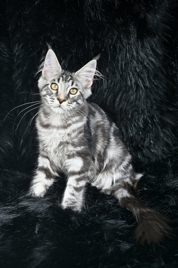 Valentino | Maine Coon Kitten