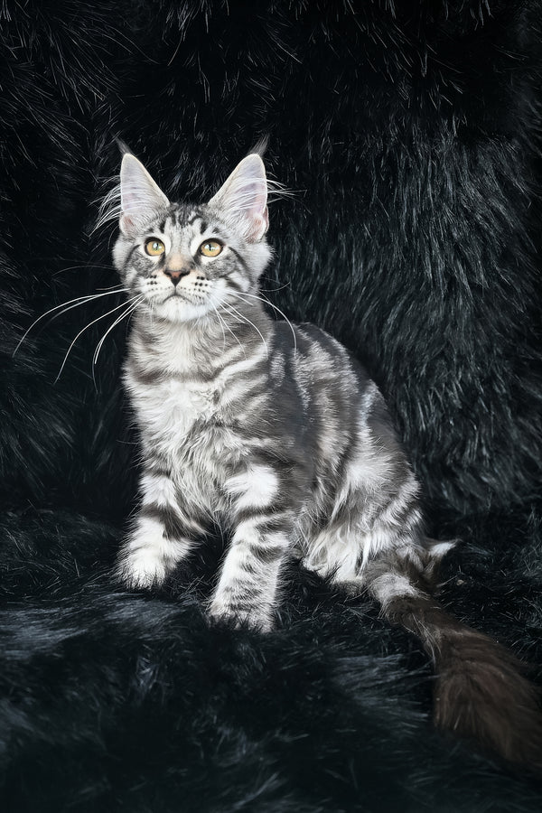 Valentino | Maine Coon Kitten