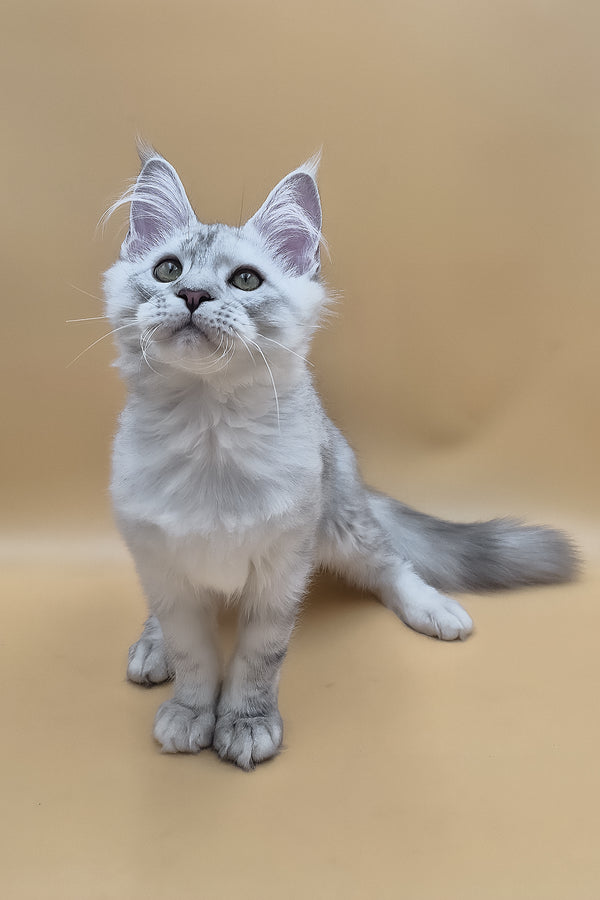 Sterling | Maine Coon Kitten