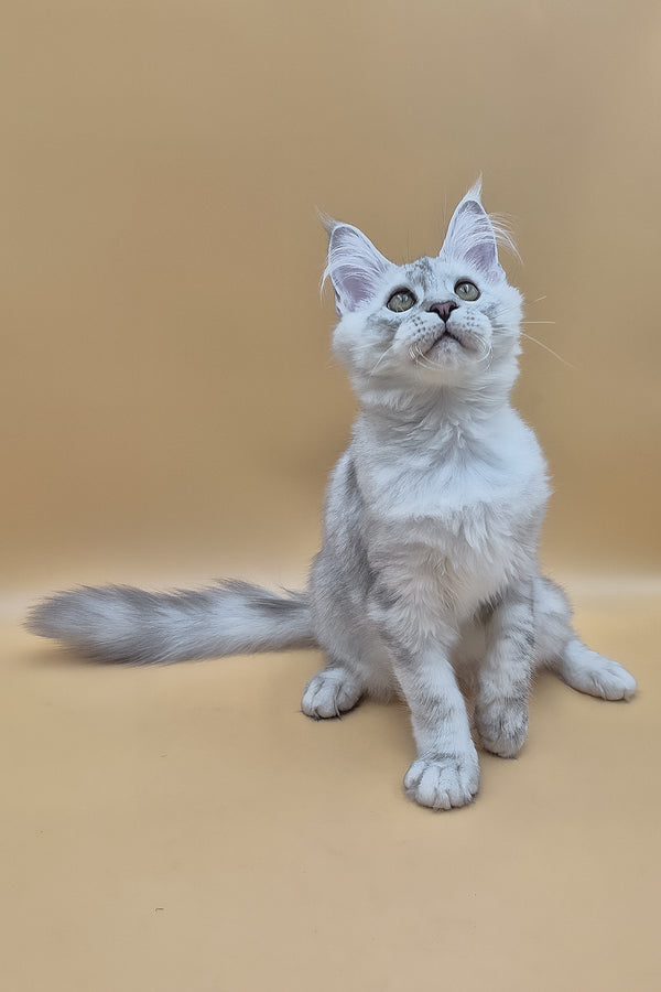 Sterling | Maine Coon Kitten