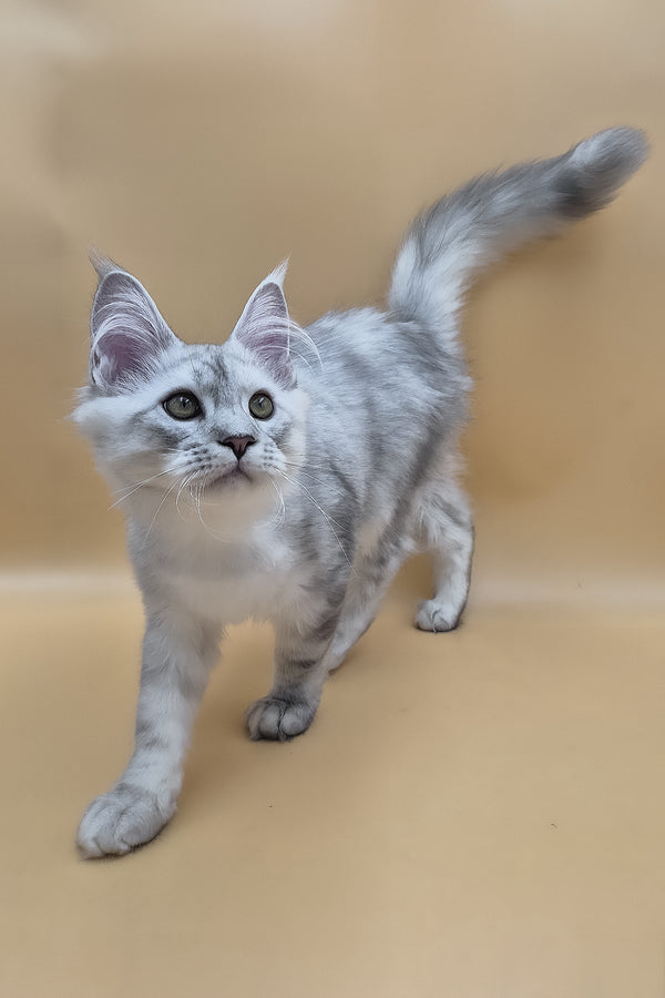 Sterling | Maine Coon Kitten