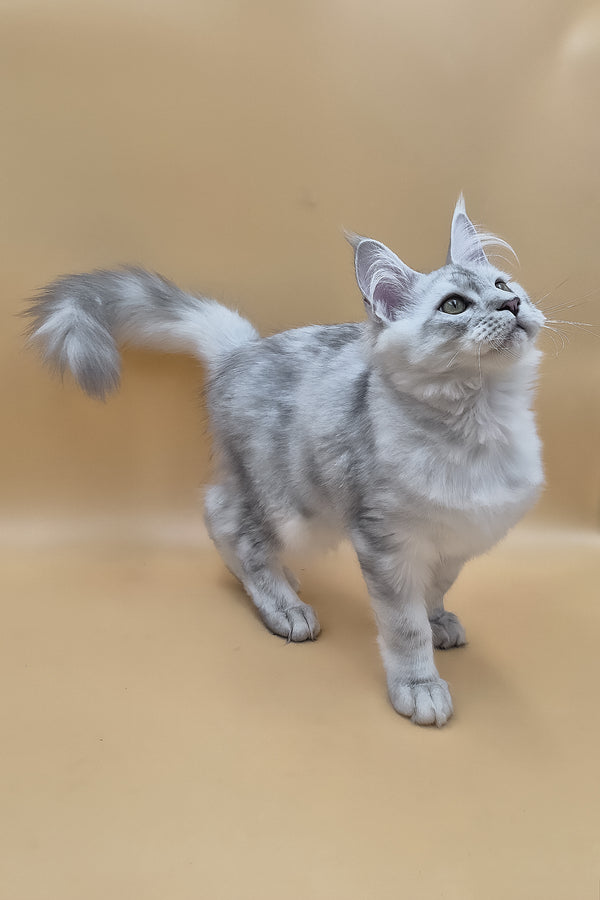 Sterling | Maine Coon Kitten