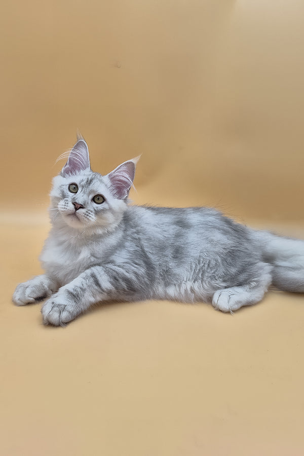 Sterling | Maine Coon Kitten
