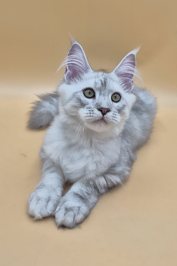 Sterling | Maine Coon Kitten