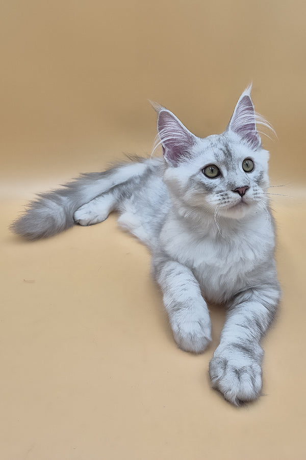Sterling | Maine Coon Kitten