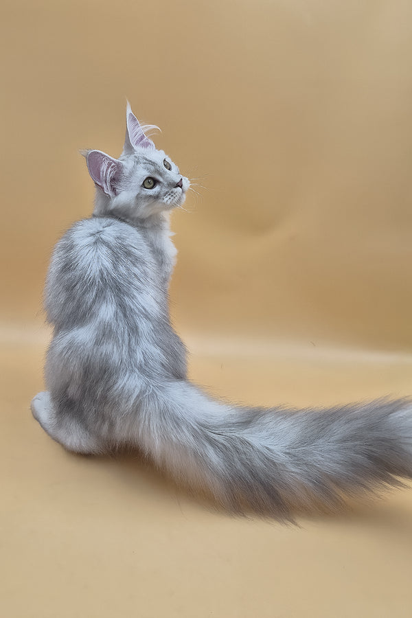 Sterling | Maine Coon Kitten