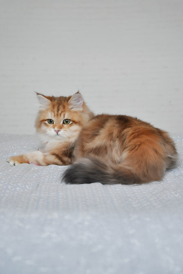 Stesha | Siberian Kitten