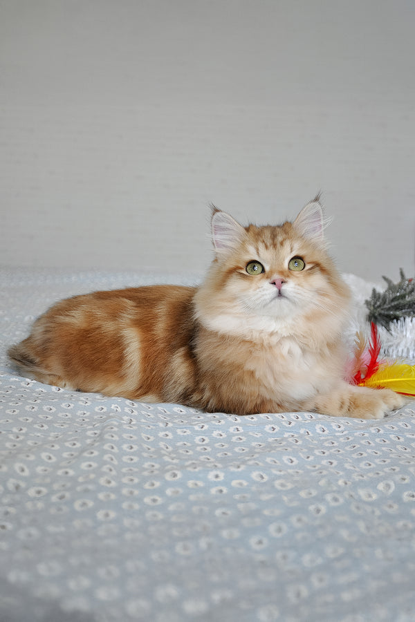 Stesha | Siberian Kitten