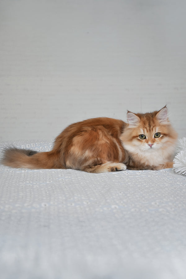 Stesha | Siberian Kitten