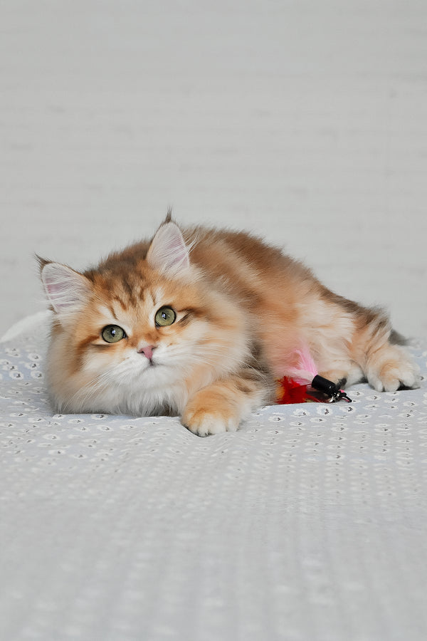 Stesha | Siberian Kitten