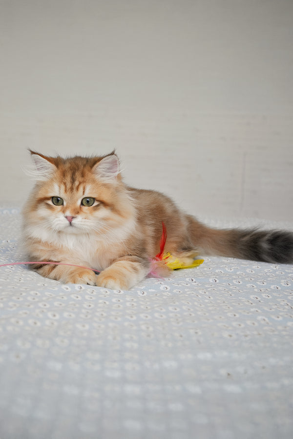 Stesha | Siberian Kitten