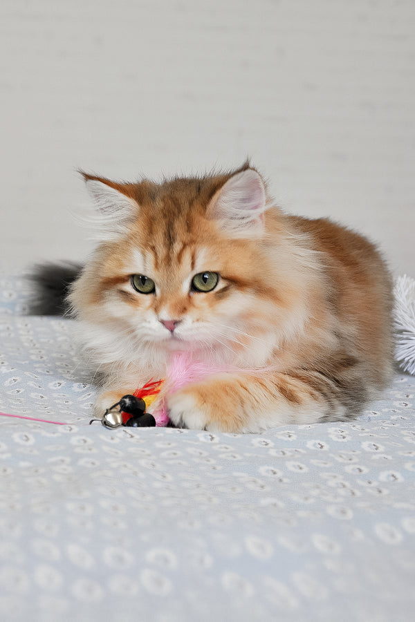 Stesha | Siberian Kitten