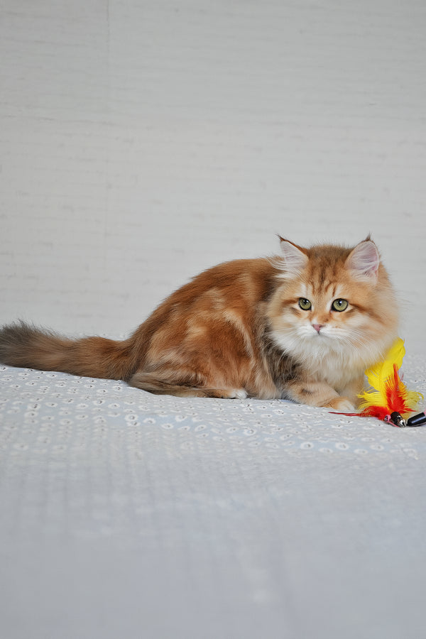 Stesha | Siberian Kitten
