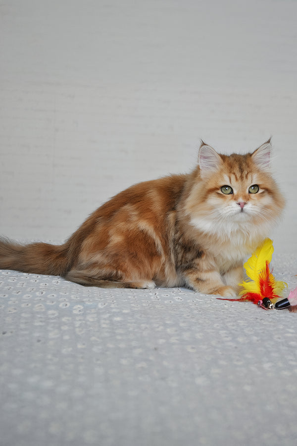 Stesha | Siberian Kitten