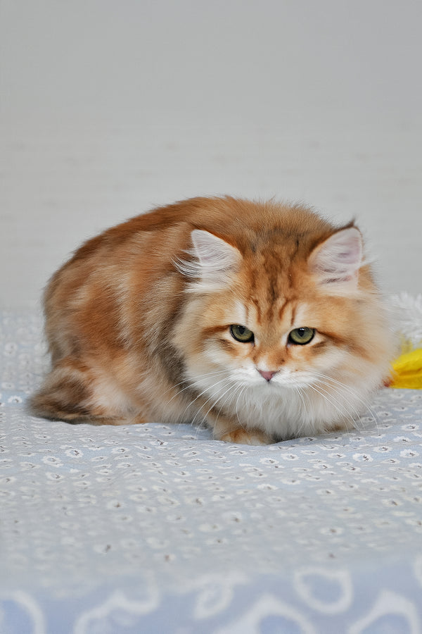 Stesha | Siberian Kitten