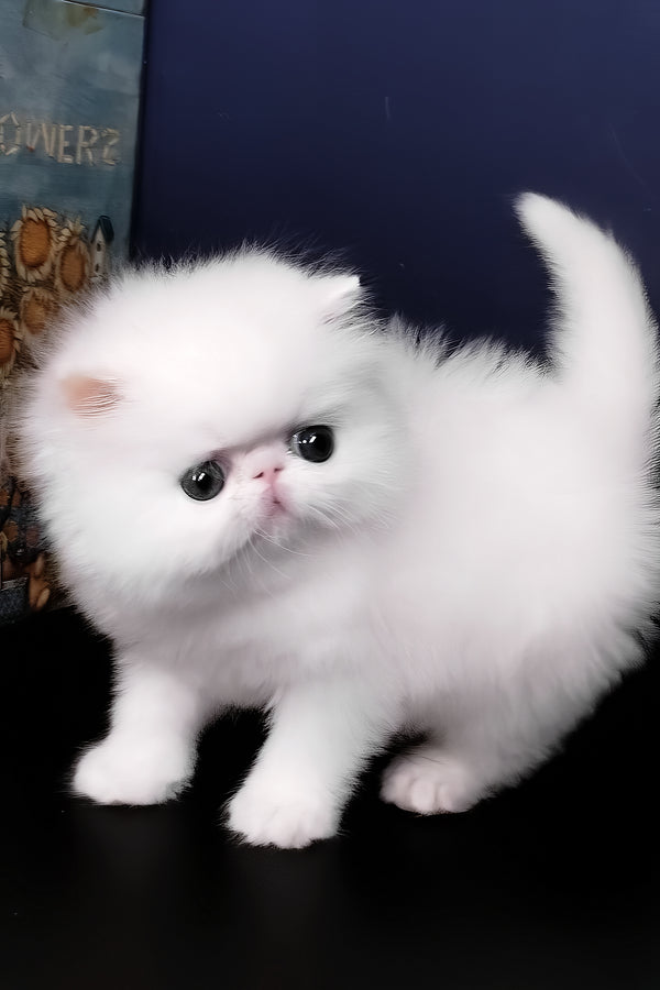 Sultan | Persian Kitten