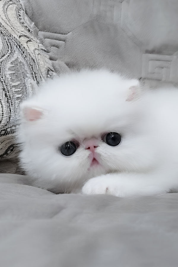 Sultan | Persian Kitten