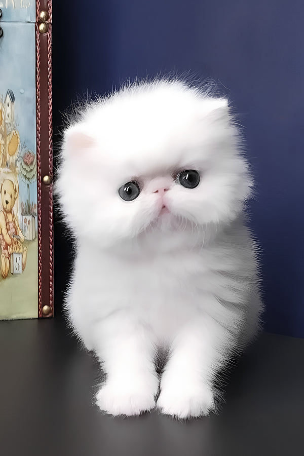 Sultan | Persian Kitten
