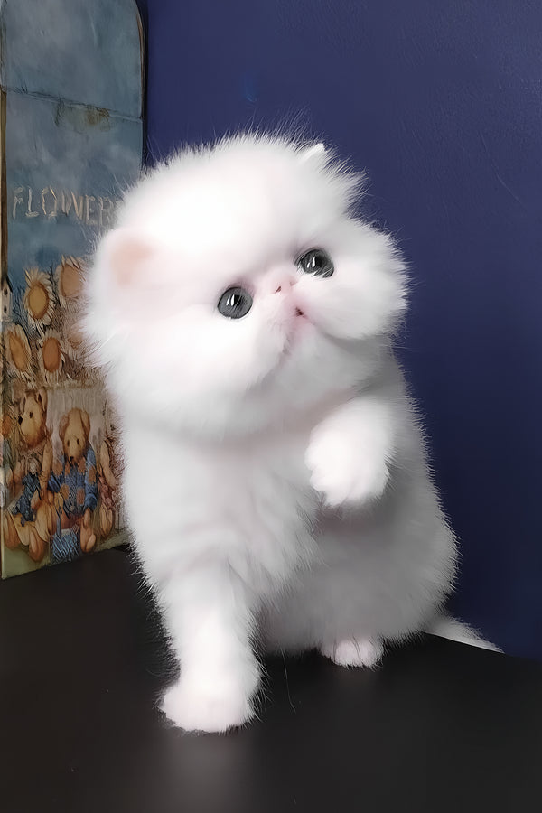 Sultan | Persian Kitten