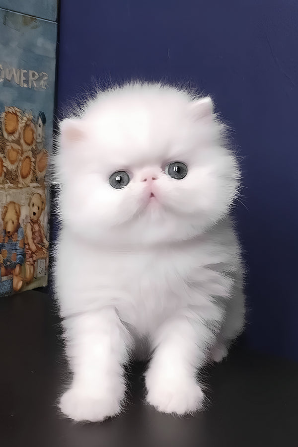 Sultan | Persian Kitten