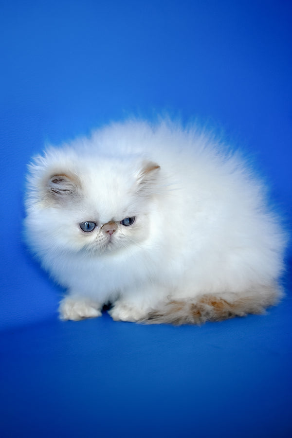Sultan | Persian Kitten