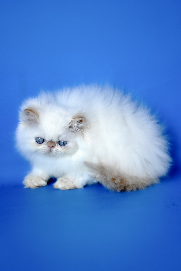 Sultan | Persian Kitten