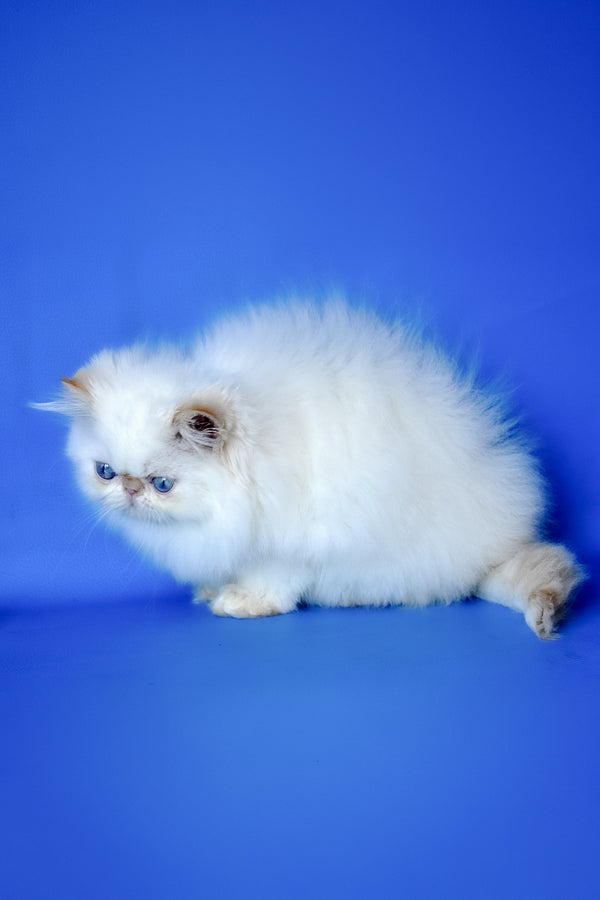 Sultan | Persian Kitten