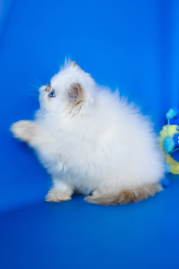 Sultan | Persian Kitten