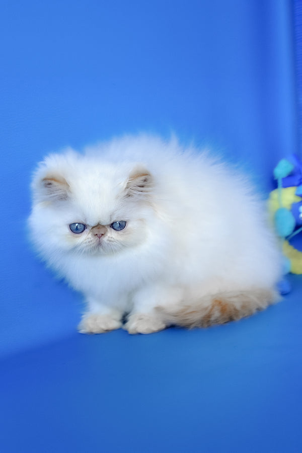 Sultan | Persian Kitten