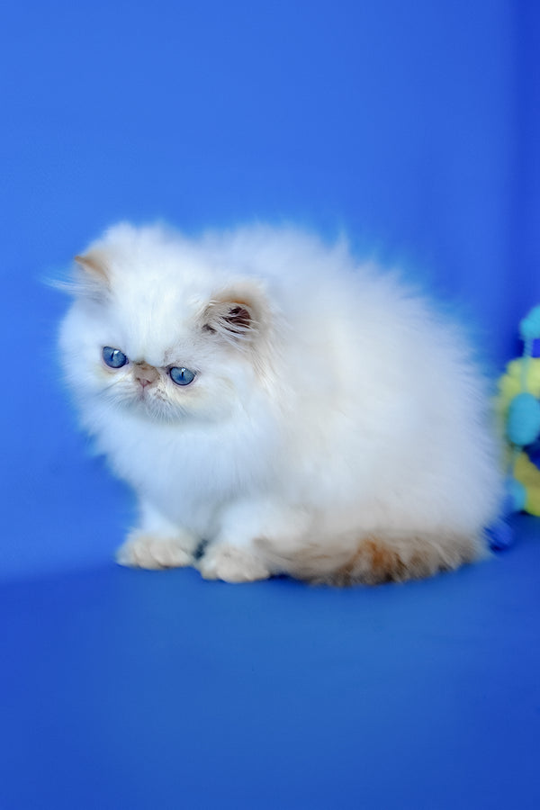 Sultan | Persian Kitten