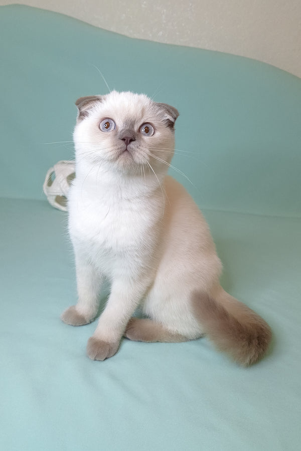 Sunny | Scottish Fold Kitten