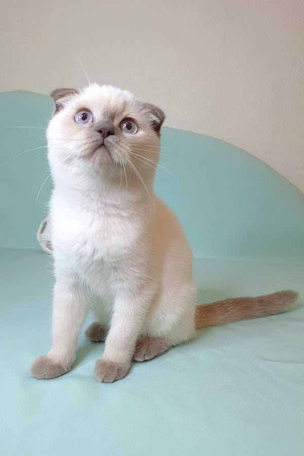 Sunny | Scottish Fold Kitten