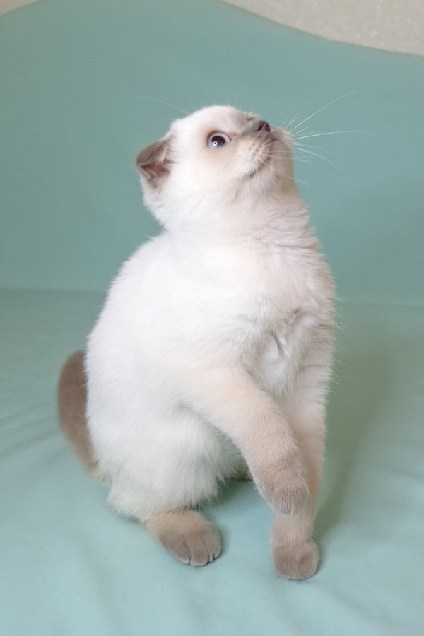 Sunny | Scottish Fold Kitten