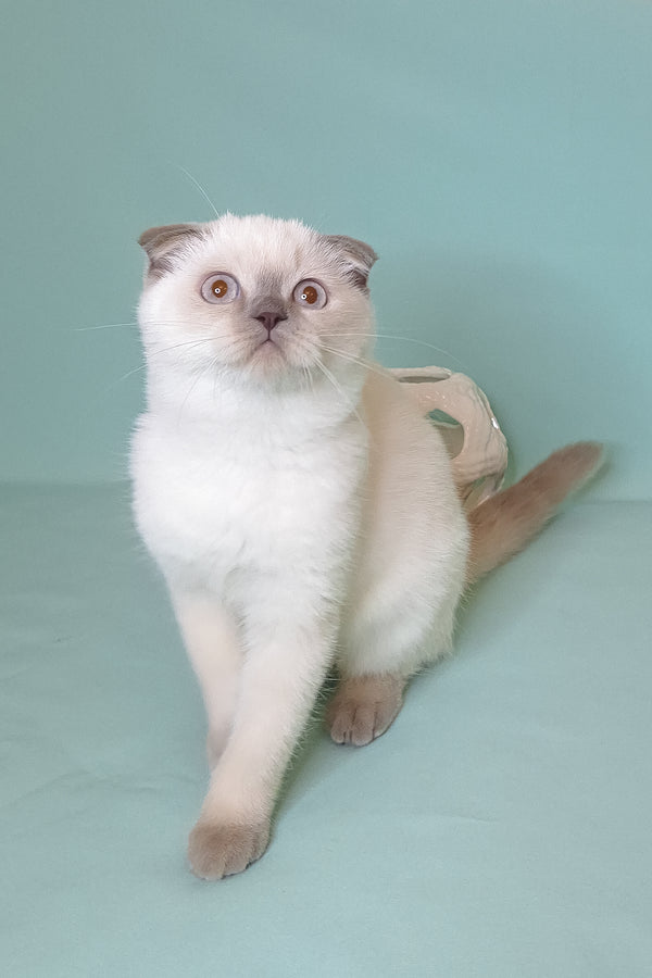 Sunny | Scottish Fold Kitten