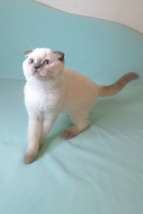 Sunny | Scottish Fold Kitten