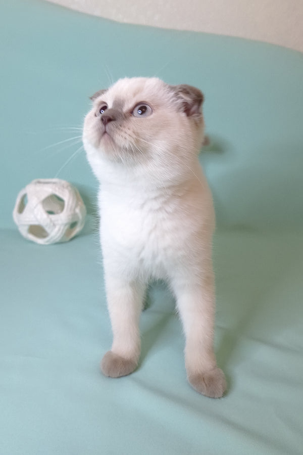 Sunny | Scottish Fold Kitten