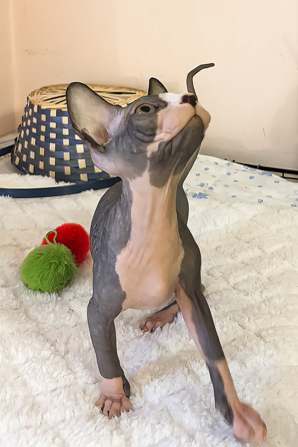 Sunshine | Canadian Sphynx Kitten