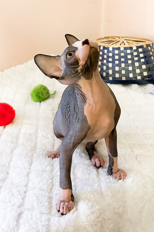 Sunshine | Canadian Sphynx Kitten