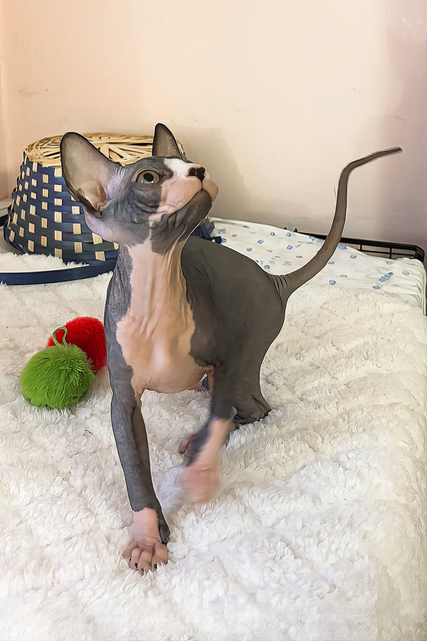 Sunshine | Canadian Sphynx Kitten