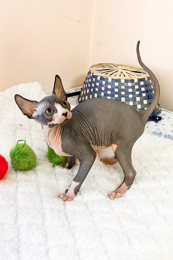 Sunshine | Canadian Sphynx Kitten